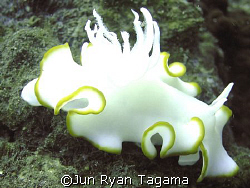 curly white nudibranch (Glossodoris electra), Olympus c-7... by Jun Ryan Tagama 